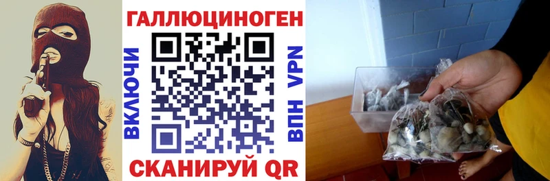 Галлюциногенные грибы Psilocybe  Купить где  Озёрск 